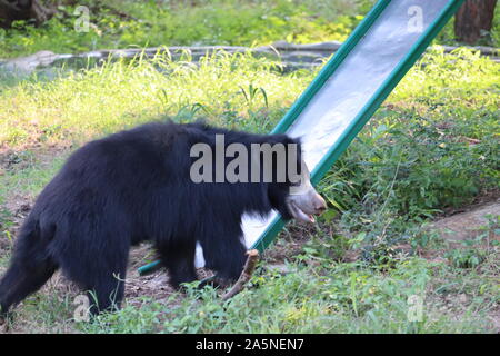 Un singolo wild Black Bear Cub cerca cibo lungo un pendio di rocce di ribaltamento tra i giovani alberi sempreverdi. Il giovane orso è solo un paio di mont Foto Stock