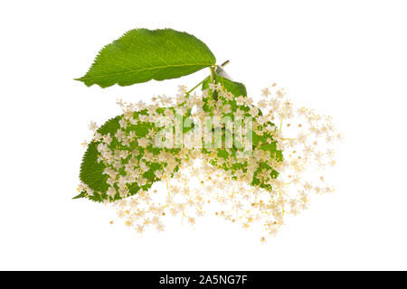 Fiori di sambuco isolato su uno sfondo bianco Foto Stock