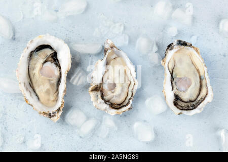 Crudo fresco ostriche su ghiaccio, girato dalla parte superiore Foto Stock