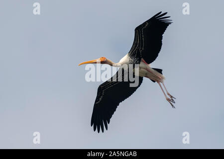 Uccello in volo Foto Stock