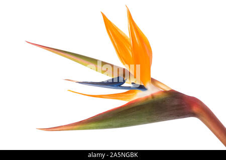 Uccello del paradiso ( Strelitzia reginae ) isolati su sfondo bianco Foto Stock