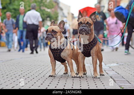 Due simili cercando Buldog francese cani in corrispondenza abbigliamento in piedi nel centro della trafficata strada di città con persone che camminano da Foto Stock