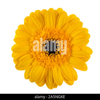 Gerbera gialla fiore isolato su sfondo bianco Foto Stock