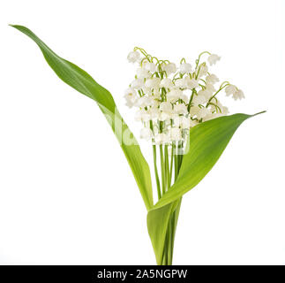 Il giglio della valle mazzetto isolato su bianco Foto Stock