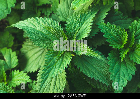 Boccola della sensazione puntoria-ortiche. Ortica foglie. Vista dall'alto. Modello di botanica. Verde di ortica comune. Foto Stock