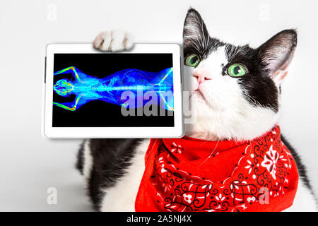 Bianco e nero gatto con gli occhi verdi, indossando una bandana rossa, mostrando la sua scansione tac in una compressa. Bianco di sfondo per studio. oncologo diagnosi veterinaria Foto Stock