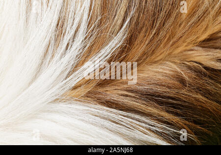 Collie dog fur peli di animali o di tessitura macro sfondo Foto Stock
