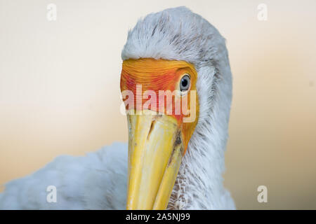 Cicogna lattea close up free roaming giallo becco rosso blur sullo sfondo Foto Stock