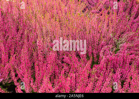 Blossom Heather Calluna sfondo sullo sfondo. Rosa magenta fiori di erica, autunno giardino scenario Foto Stock