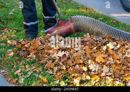 Lavoratore cancellazione fino alle foglie usando un soffiatore attrezzo Foto Stock