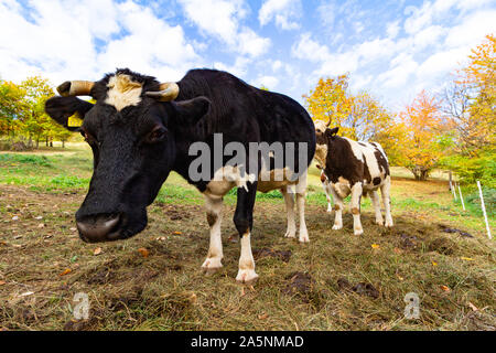 Nero-bianco Holstein il frisone bovini di latte di mucca e di bull sul prato in autunno, Cak, Ungheria Foto Stock