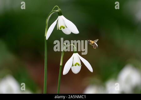 Il miele delle api (Apis mellifera) su Snowdrop (Galanthus nivalis), Hesse, Germania Foto Stock