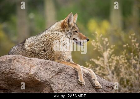 Coyote (Canis latrans) giace su rocce nel paesaggio di cactus, Arizona-Sonora Desert Museum, Tucson, Arizona, Stati Uniti d'America Foto Stock