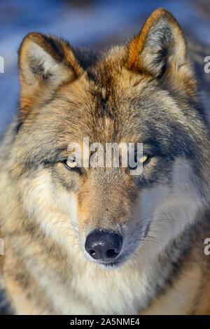 La tundra lupo (Canis lupus albus), animale ritratto, cattività, eurasian tundra, Russia Foto Stock