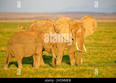 Elefante africano (Loxodonta africana), elefante mucca con la giovane animale, Amboseli National Park, Kenya Foto Stock