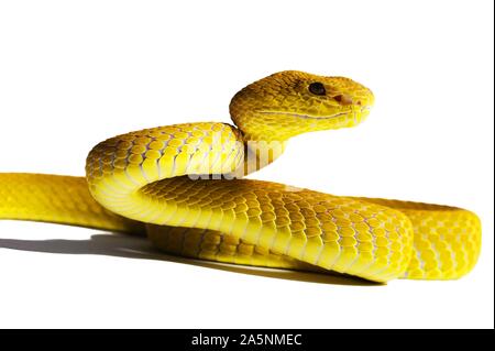Bianco-isola a labbro Rattlesnakes Cryptelytrops (= Trimeresurus insularis) Indonesia cattività Foto Stock