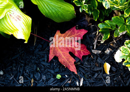 Singola Foglia di acero sul terreno Foto Stock