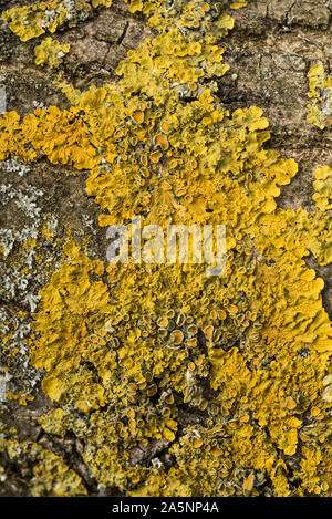 Frondose lichene Xanthoria, che prende il nome dal greco "Xanthos" significato giallo. Un amorevole di azoto lichen, indica la presenza di inquinanti di azoto. Foto Stock