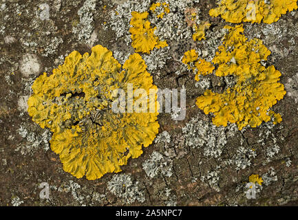 Frondose lichene Xanthoria, che prende il nome dal greco "Xanthos" significato giallo. Un amorevole di azoto lichen, indica la presenza di inquinanti di azoto. Foto Stock