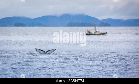 Gobba indietro Whale diving off nella parte anteriore di una piccola barca da pesca, West Cost vicino al Prince Rupert, Canada Foto Stock