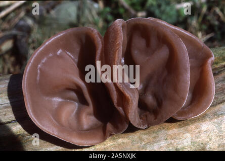 Funghi; ebreo l orecchio fungo su sambuco; AURICULARIS padiglione auricolare Foto Stock