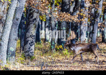 Daini buck (Dama Dama) nella foresta. Foto Stock