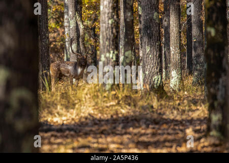 Daini buck (Dama Dama) nella foresta. Foto Stock