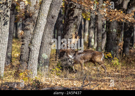 Daini buck (Dama Dama) nella foresta. Foto Stock