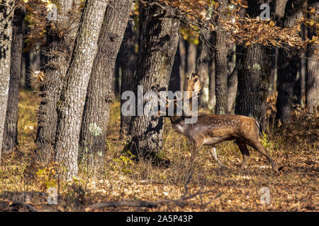 Daini buck (Dama Dama) nella foresta. Foto Stock