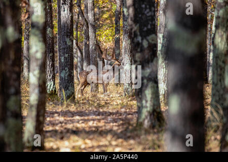Daini buck (Dama Dama) nella foresta. Foto Stock