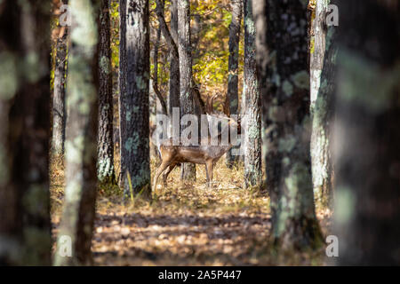 Daini buck (Dama Dama) nella foresta. Foto Stock