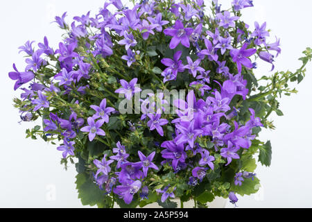 Bella viola vividi fiori di primavera dalmata bush campanula (Campanula portenschlagiana) Foto Stock