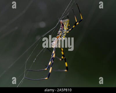 Un Nephila clavata, un tipo di orb weaver spider nativa per il Giappone in cui esso è chiamato joro-gumo o joro spider, attende nel suo web per la preda. Foto Stock