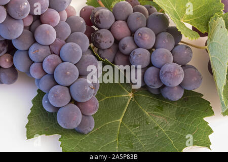 Uva fragola a causa grappoli con foglie dal basso Foto Stock