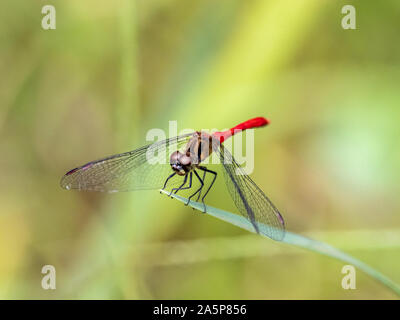 Sympetrum giapponese risi yosico libellule, parte di una famiglia di libellule noto come darters o meadowhawks, posatoi su una foglia in un parco giapponese. Foto Stock