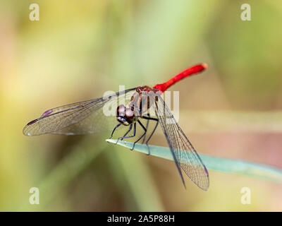 Sympetrum giapponese risi yosico libellule, parte di una famiglia di libellule noto come darters o meadowhawks, posatoi su una foglia in un parco giapponese. Foto Stock