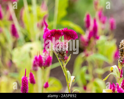 Celosia argentea var. cristata i fiori sbocciano in un fiore decorativo giardino in un grande parco in Tachikawa, Giappone. Foto Stock