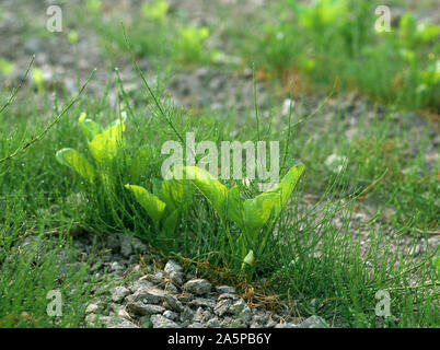 Equiseto comune (Equisetum arvense) giovani piante in una barbabietola da zucchero prodotto, Francia Foto Stock