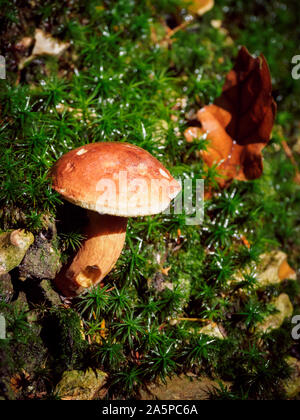 Funghi selvatici Boletus Edulis cresce nella foresta, funghi selvatici nei boschi. I funghi commestibili Foto Stock