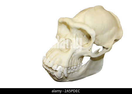 Scimpanzé maschi cranio Foto Stock