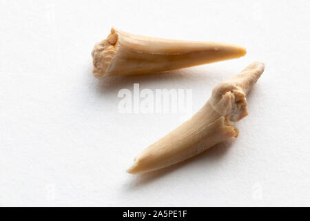 Due i denti di squalo su uno sfondo bianco trovato in Marocco risalenti al periodo Cretacous Foto Stock