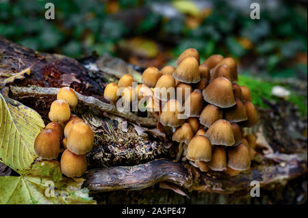 Autunnale di funghi nei boschi su un albero morto. Foto Stock