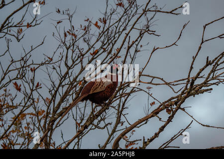 Fagiani (Phasianus colchius) sono ' appollaiati in un albero, stazione di Rannoch, NW Higlands, Scozia Foto Stock