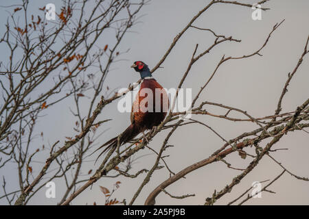 Fagiani (Phasianus colchius) sono ' appollaiati in un albero, stazione di Rannoch, NW Higlands, Scozia Foto Stock