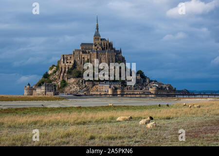 Pecore al pascolo nella parte anteriore del Mont Saint Michel, Francia Foto Stock