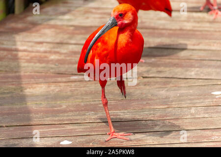 Una vista ravvicinata di un ibis rosso scarlatto in piedi su una gamba sola calza il caldo sole estivo Foto Stock