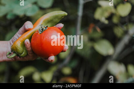 Donna con le mani in mano con pomodoro e pepe dopo la raccolta di vegetali Foto Stock
