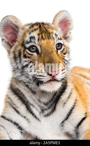 Close-up su una Due mesi tiger cub contro uno sfondo bianco Foto Stock