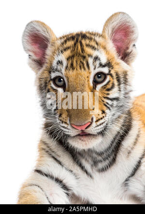 Close-up su una Due mesi tiger cub contro uno sfondo bianco Foto Stock