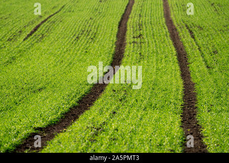 Cool-stagione di cereali in autunno, Oberweser, Weser Uplands, Weserbergland, Hesse, Germania Foto Stock